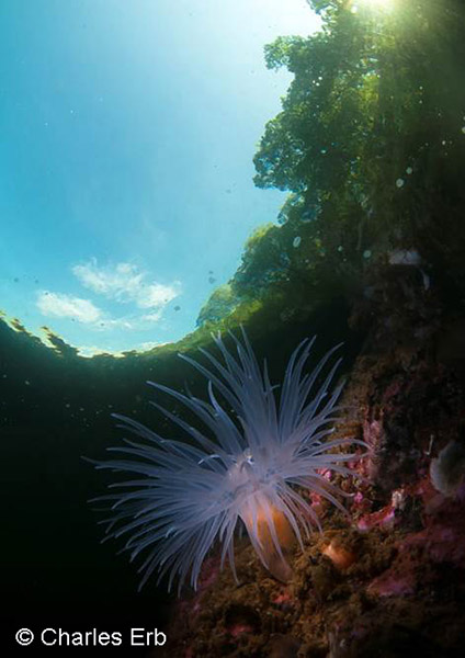 2015 British and Irish Underwater Photography Championship on Wetpixel