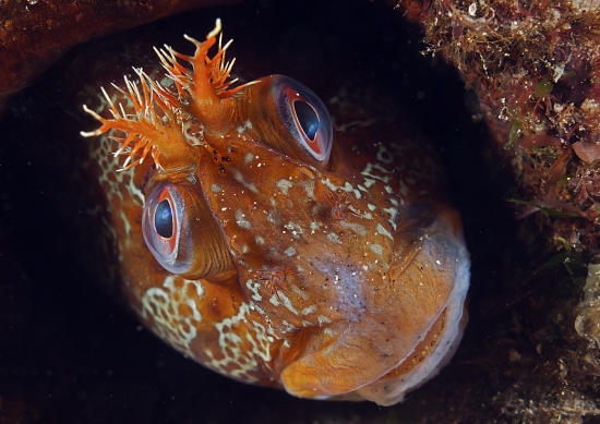 BWPA winner Mark Thomas on Wetpixel