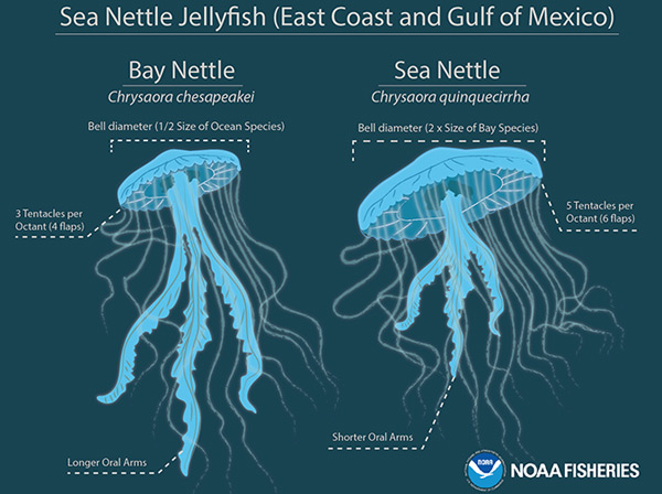 Bay nettle