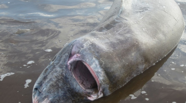 Beached Shark