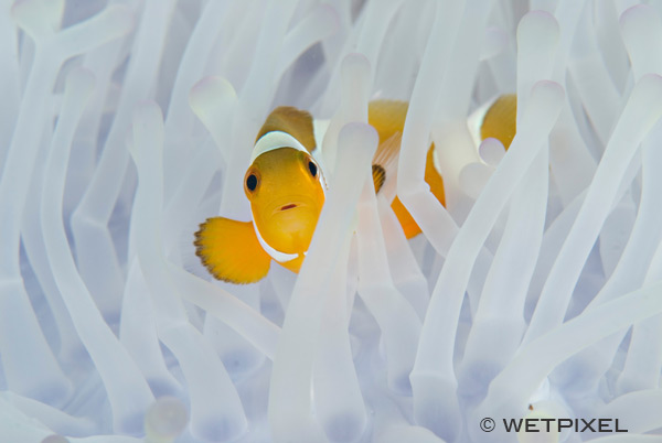 Anemonefish