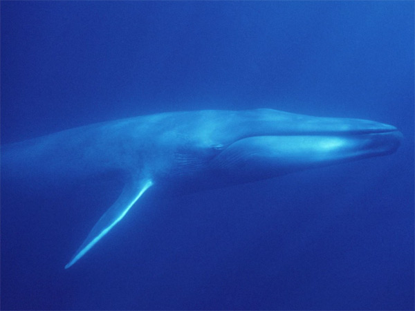 Blue whale