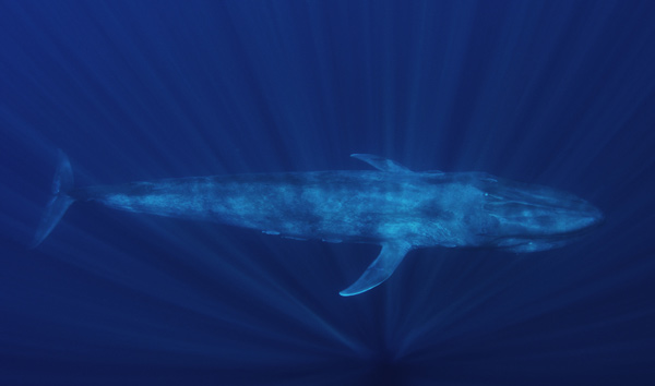 Blue Whale