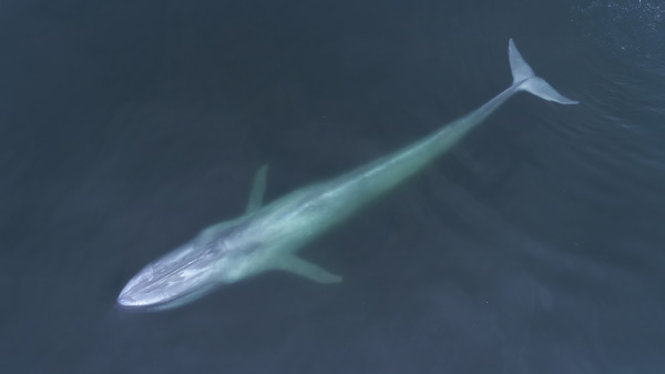 Blue whale