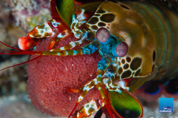 Mantis shrimp