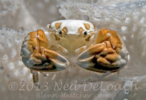 Bryozoan Goby DeLoach on Wetpixel