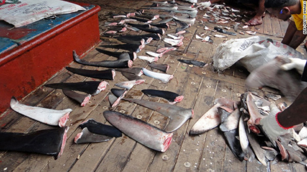 Shark fins drying