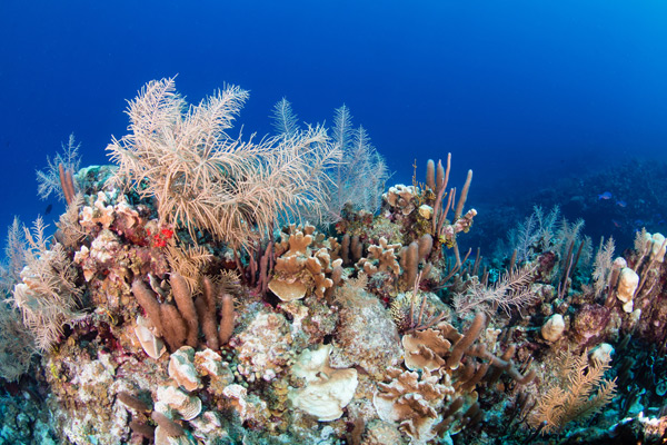 Cayman reef