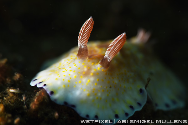 Nudi