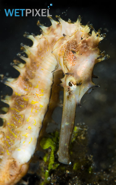 Seahorse Trust seeks reorts of sighting on Wetpixel.