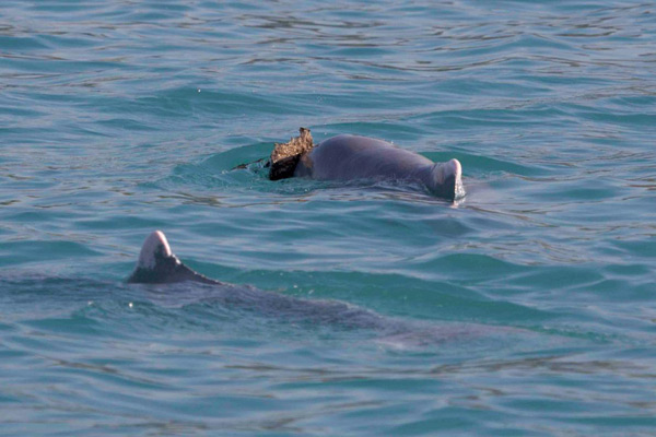 Dolphin sponges