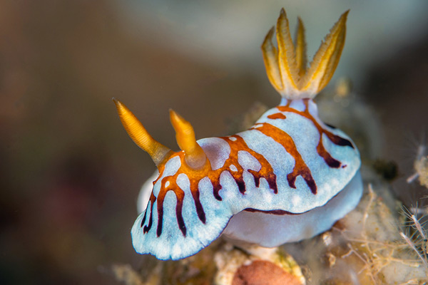 Nudi