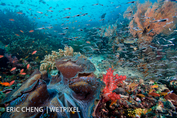 Raja Ampat on Wetpixel