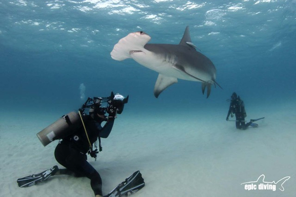 Wetpixel Shark Expeditions 2015