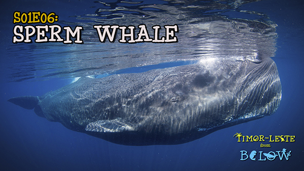 Sperm whale