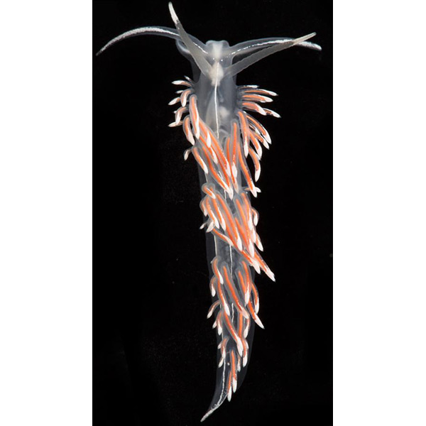 Flabellina