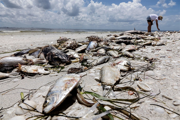 Fla red tide