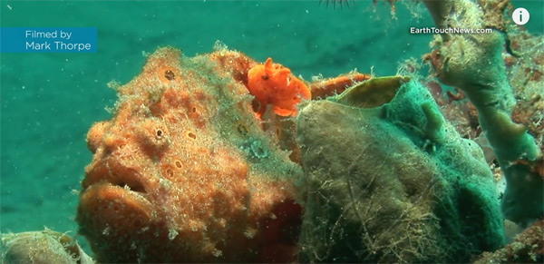 Frogfish