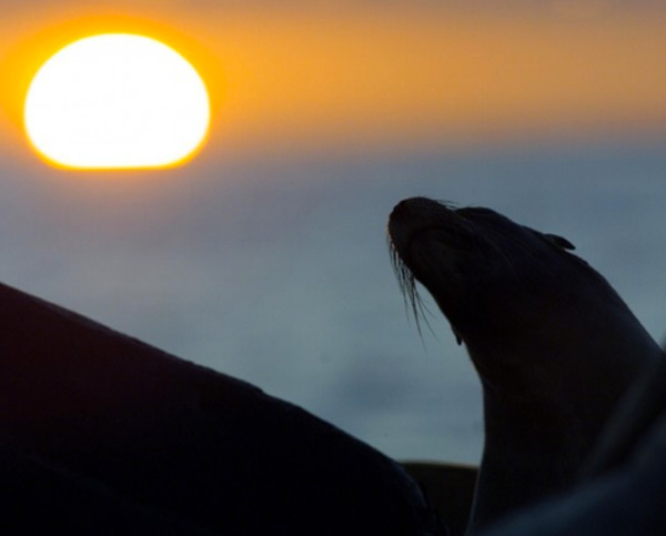 Galapagos