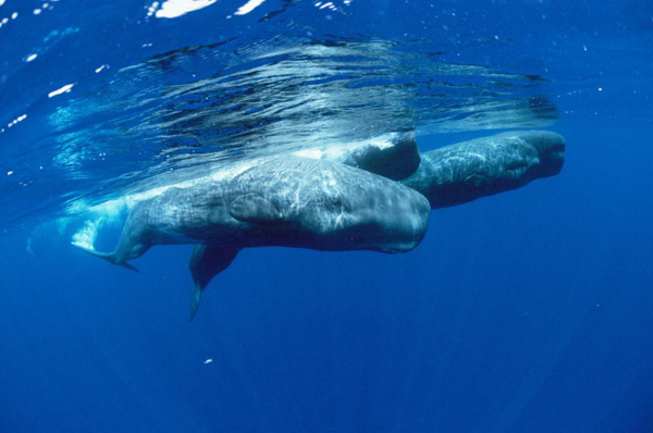 Sperm whale