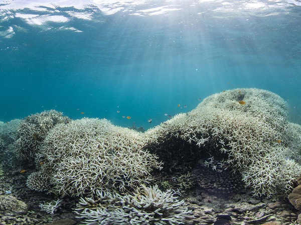 Coral bleaching on Wetpixel