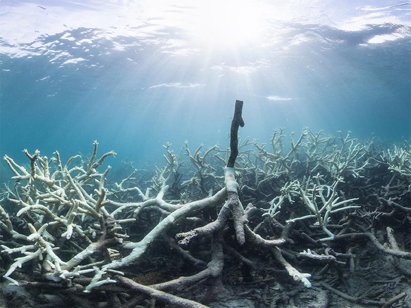 Coral bleaching on Wetpixel