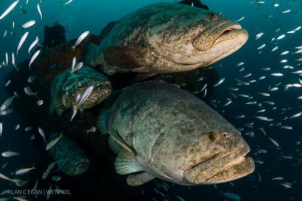 Goliath grouper on Wetpixel