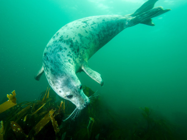 Grey seal