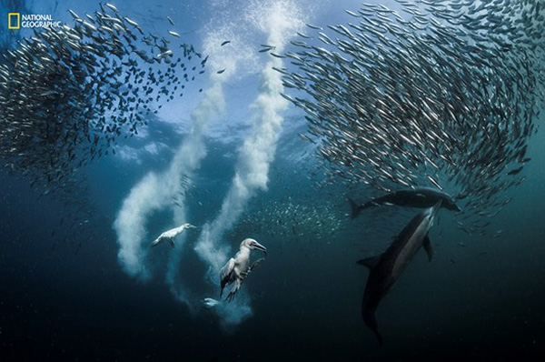 National Geographic on Wetpixel