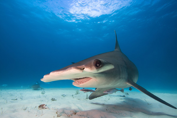 BVI Shark