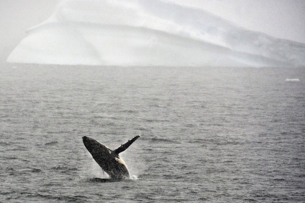 Humpback