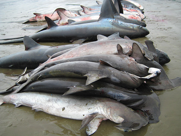 Shark fin wastage