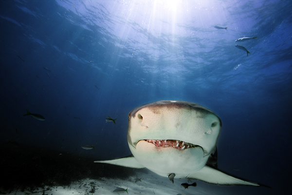 Lemon shark on Wetpixel