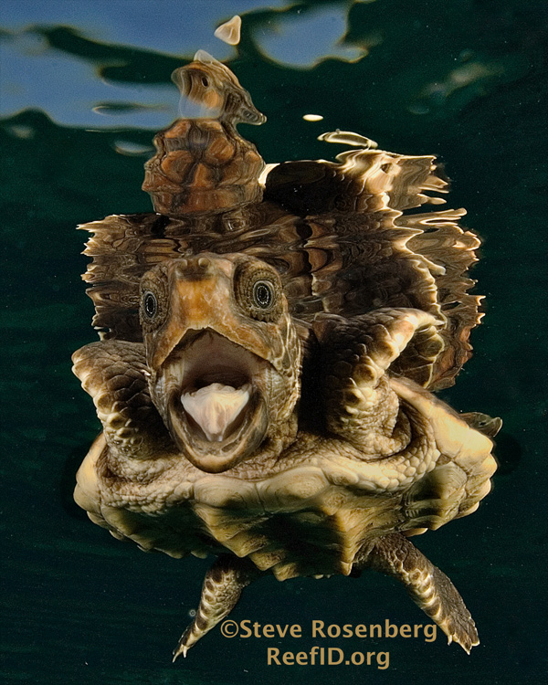 SRloggerhead