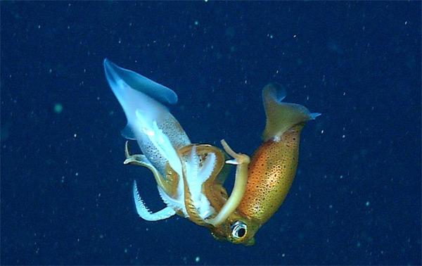 mbari