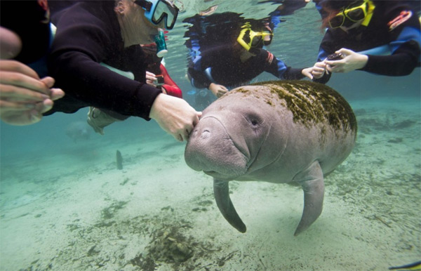 Manatee