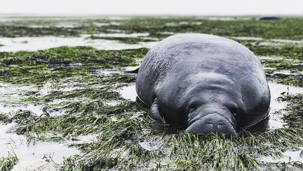 manatee