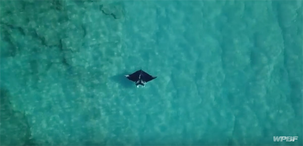 Manta ray