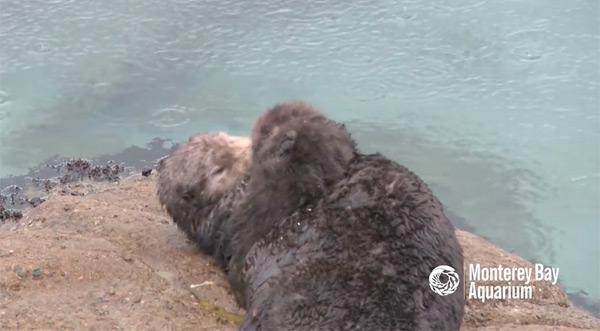 Sea otter