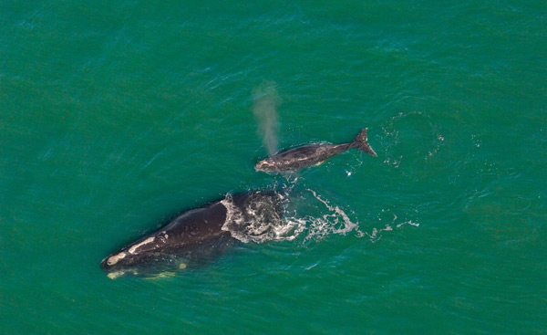 Right Whale