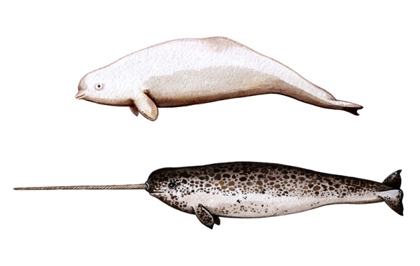 Narwhal