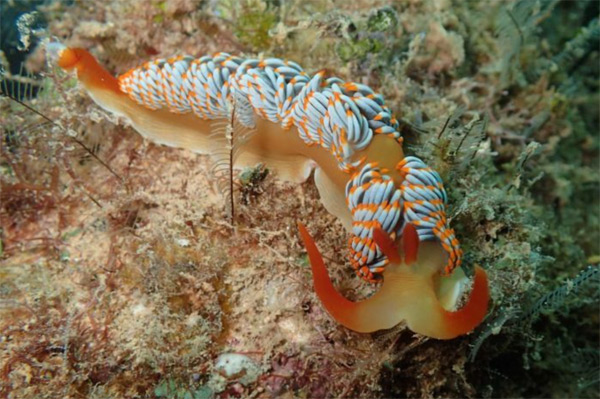 Nudibranch