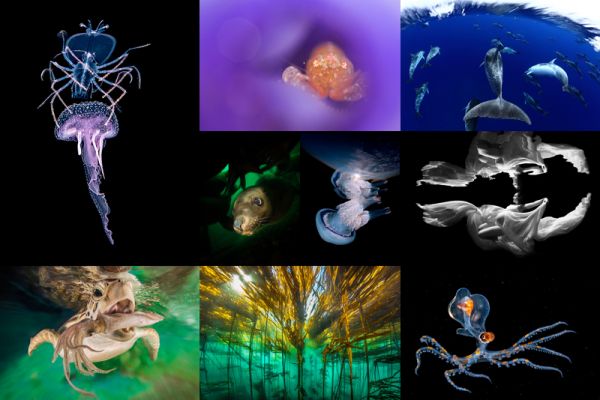 Our World Underwater 2016 on Wetpixel