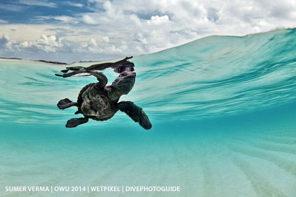 Our World Underwater on Wetpixel