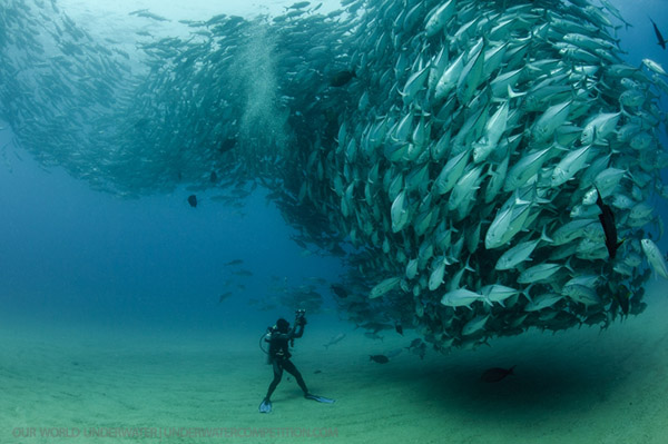 Our World Underwater on Wetpixel