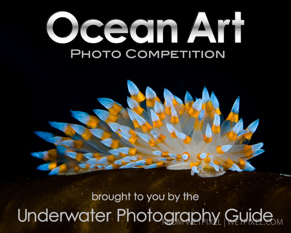 Ocean Art 2015