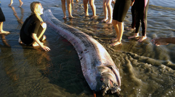 Oarfish O