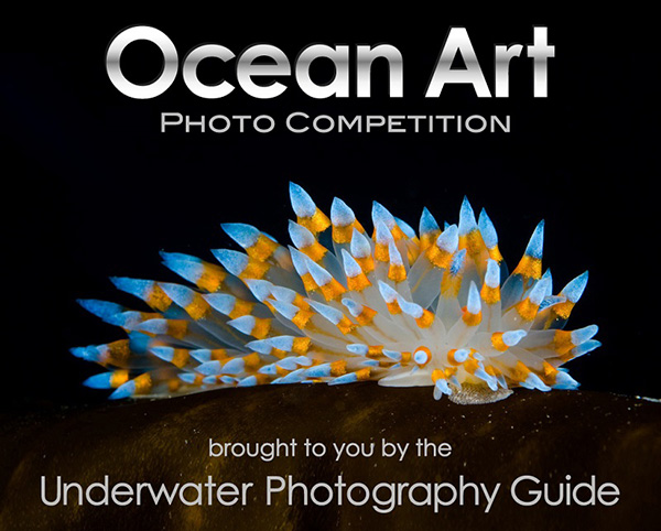 Underwater Photography on Wetpixel