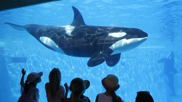 Shamu