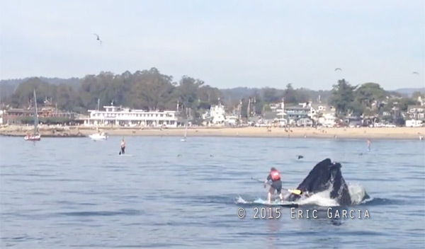 Paddle board